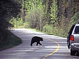 ein Bär spaziert im Banff Nationalpark in Alberta, Kanada über die Straße