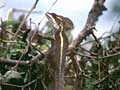 ein Gekko in Orange Walk in Belize in Mittelamerika