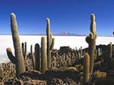 Riesige Kakteen in der Salar de Uyuni in Bolivien