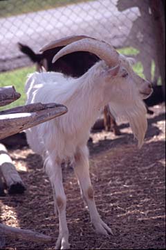 Ein Mountain Goat ist eine grosse weisse Bergziege mit langem Bart