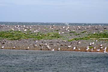 Seevögel bei Olafsvik, Halbinsel Snaefellsnes, Westisland