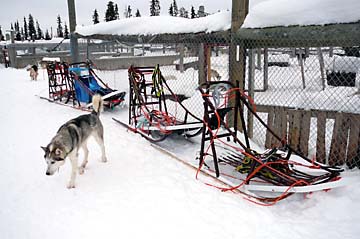 Die Huskies sind wieder zu Hause