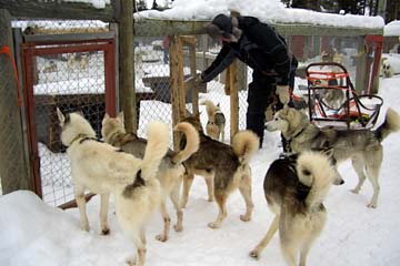 Huskies am Zwinger