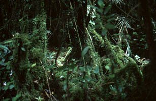 der Nebelwald von Cameron Highlands, Malaysia