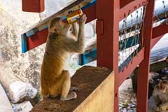 Ein frecher Affe am Aufstieg zum Pagode am Mt. Popa in Myanmar