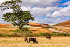 Farbenfrohe Landschaft mit lokaler Landwirtschaft im Osten von Myanmar