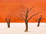 Abgestorbene Bäume im Dead Vlei in der Namib-Wüste in Namibia