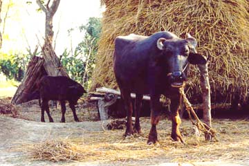 Tharu-Dorf am Rand des Dschungels, Chitwan National Park, Nepal