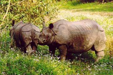 Rhinozeros und Junges im Chitwan Nationalpark, Nepal