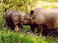 Rhinos im Chitwan Nationalpark im Süden von Nepal