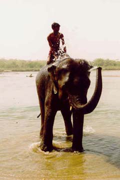 Baden mit den Elefanten im Chitwan National Park, Nepal