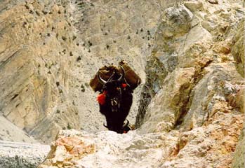 Yaks im Kali Gandaki Tal, Annapurna, Nepal