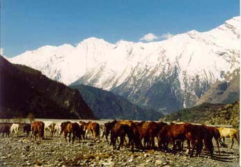 Pferde im Tal nach Marpha, Annapurna, Nepal