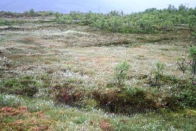 Wollgraslandschaft bei Sortland, Vesterälen, Norwegen