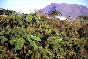 auf der Forststraße im Bebour-Wald, Réunion