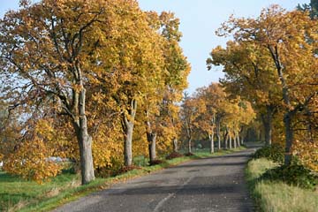 Alleen im Herbst auf Rügen