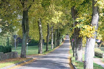 Alleestraße zum Turm, in Bergen, Insel Rügen