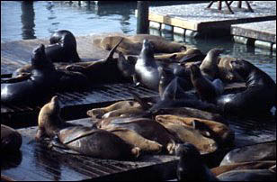 Seelöwen am Pier 39 in San Francisco