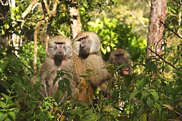 Eine Pavian-Familie im Gebüsch von Arusha