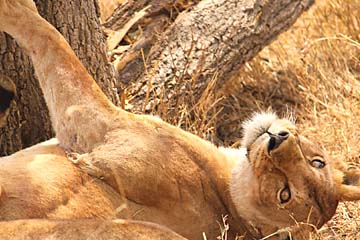Löwen in der Serengeti