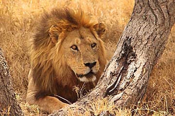 Eine stattlicher männlicher Löwe in der Serengeti